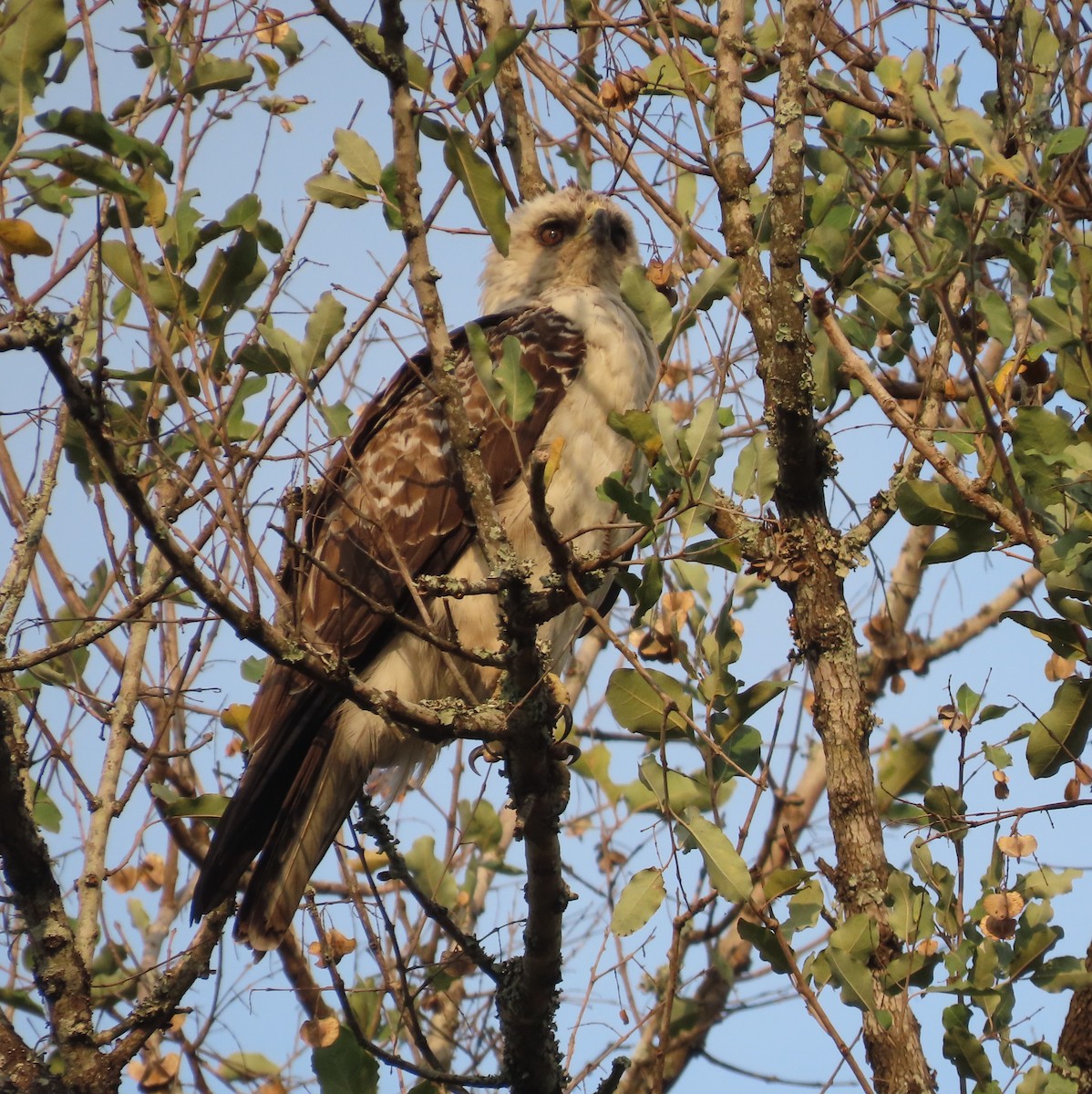 Wahlberg's Eagle - ML643413791