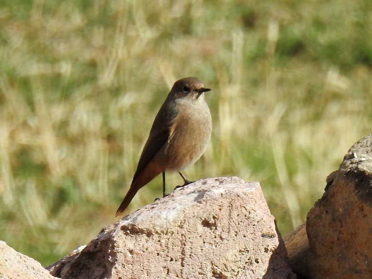 Black Redstart - ML643413792
