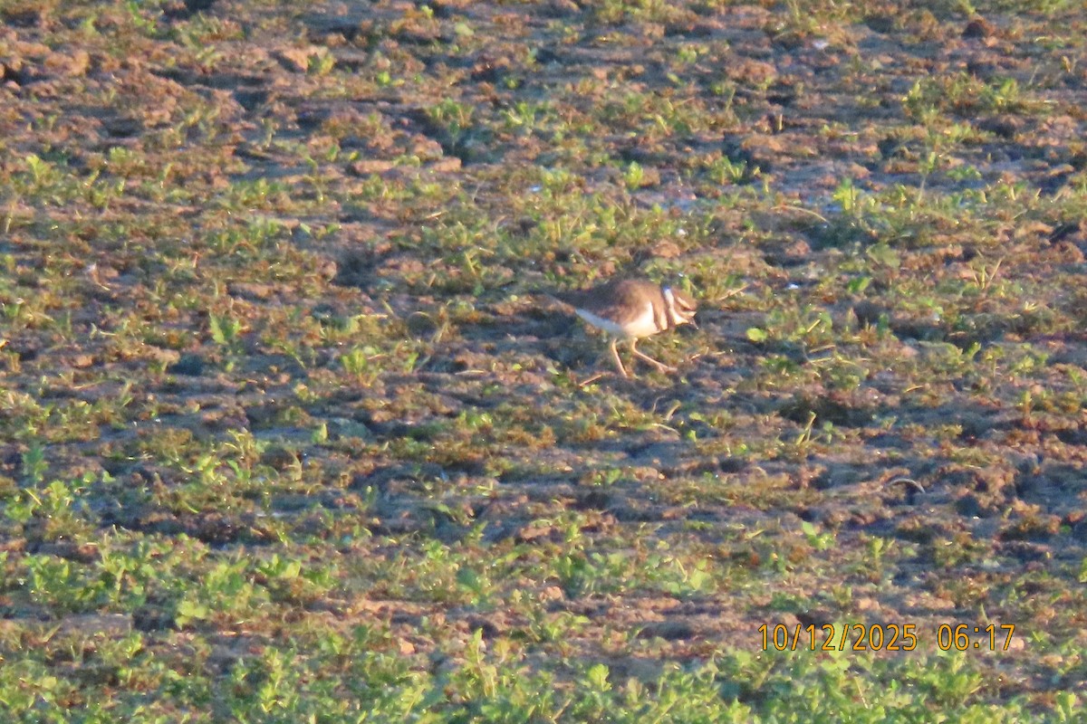 Killdeer - ML643413793
