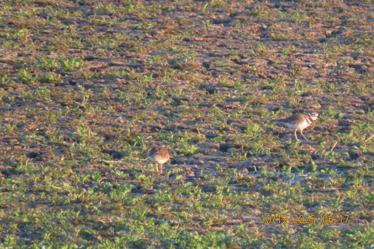Killdeer - ML643413794