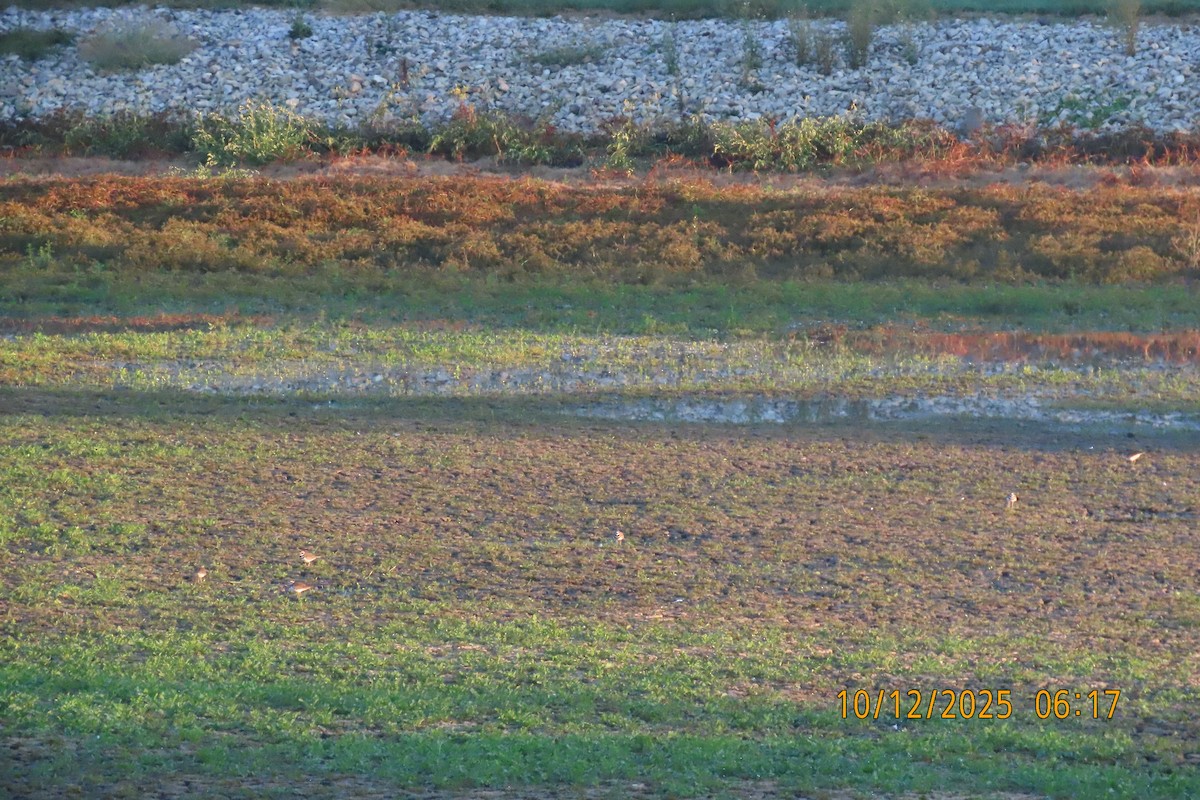Killdeer - ML643413795