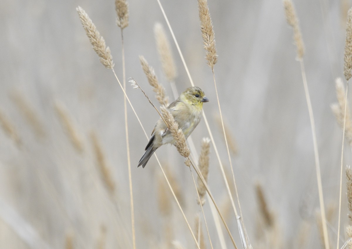 Lesser Goldfinch - ML643413796