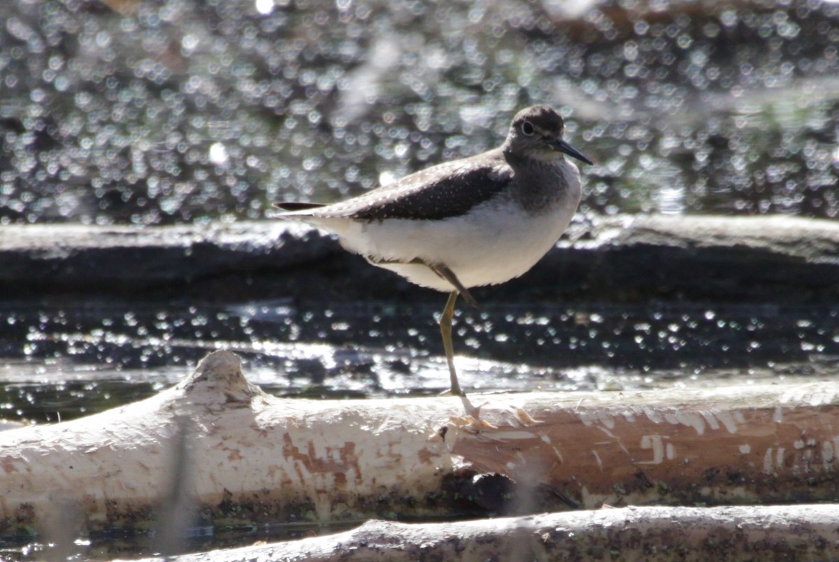 Solitary Sandpiper - ML643413797