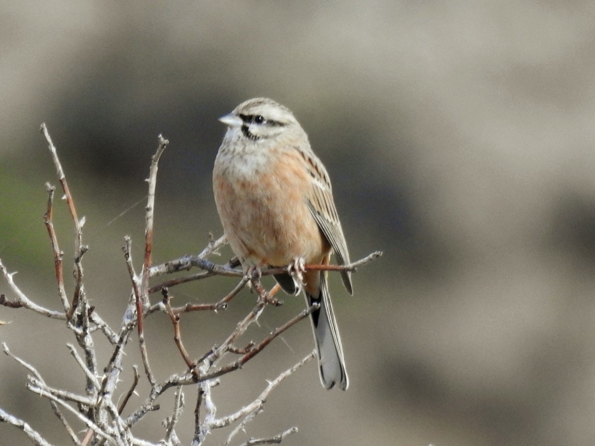 Rock Bunting - ML643413798