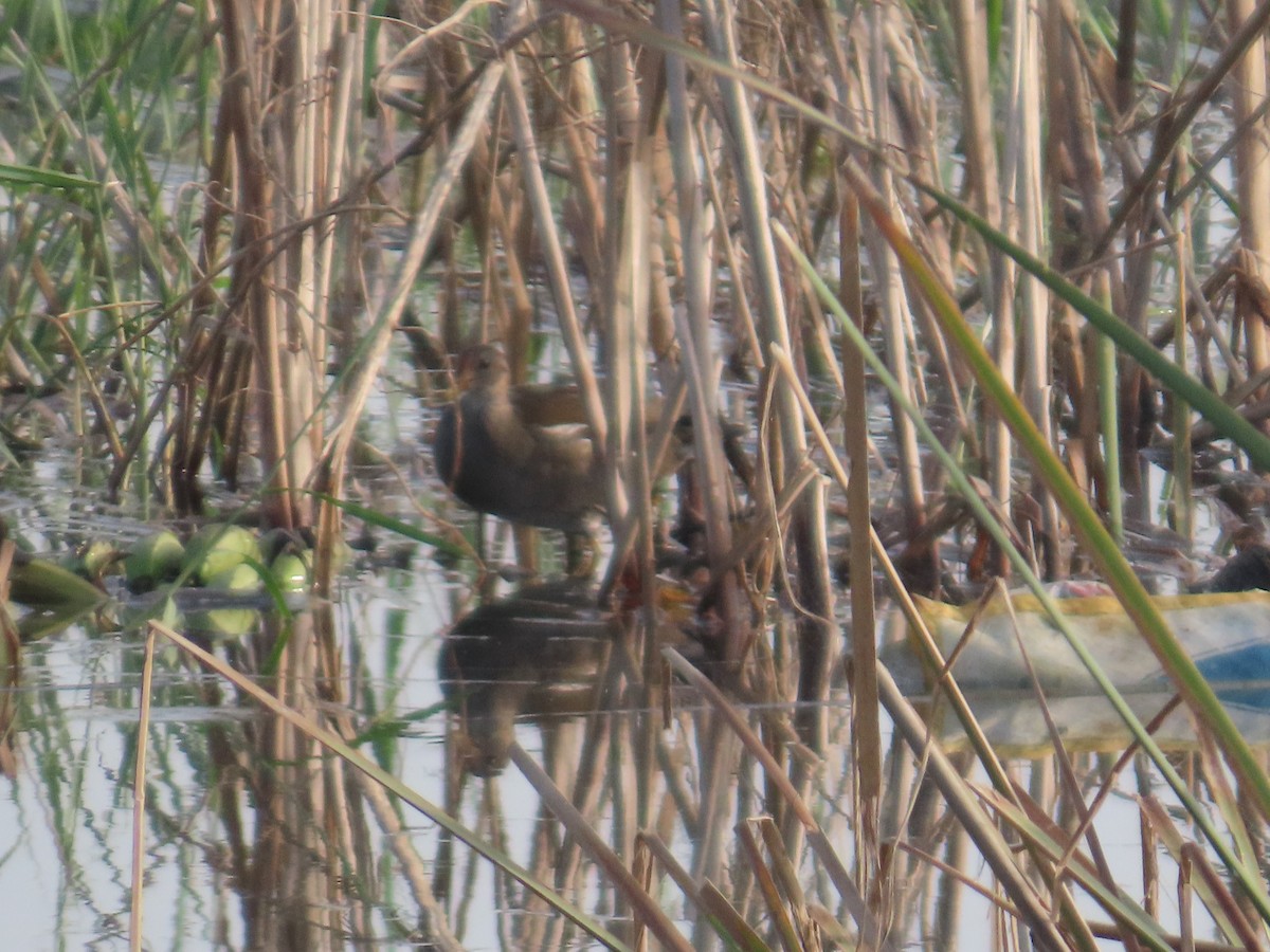 Eurasian Moorhen - ML643413799