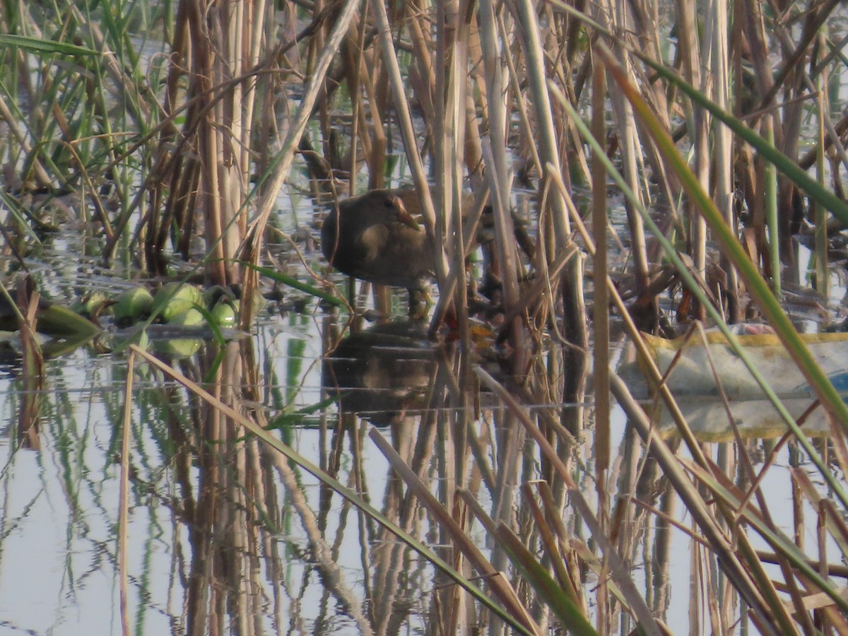 Eurasian Moorhen - ML643413800