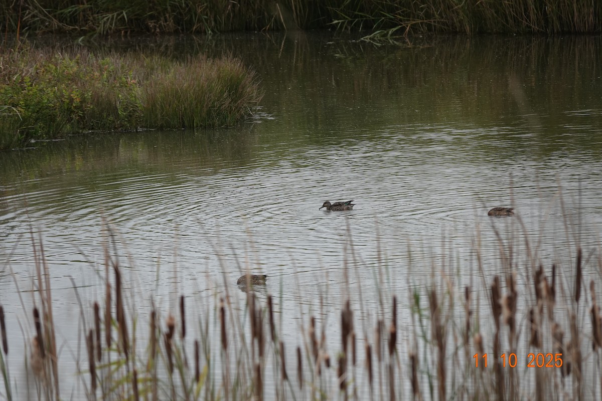 Green-winged Teal - ML643413801