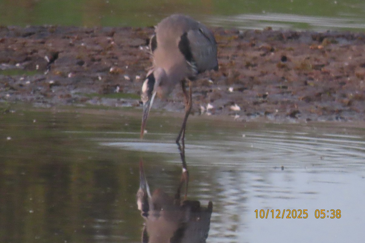 Great Blue Heron - ML643413803