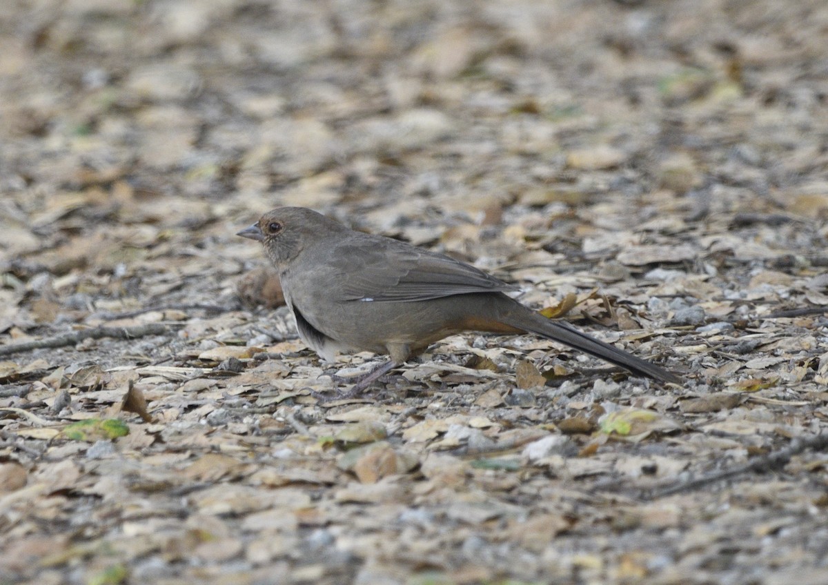 California Towhee - ML643413804