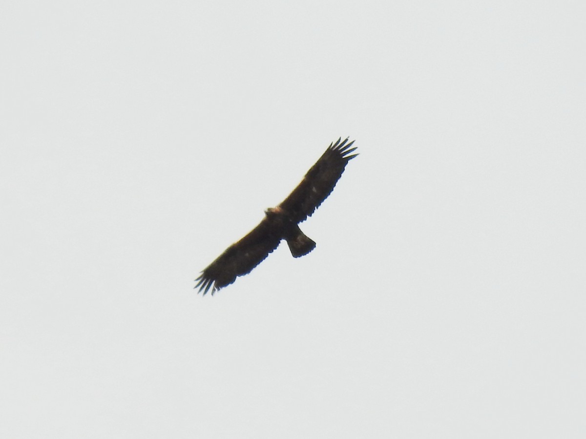 Golden Eagle - ML643413805