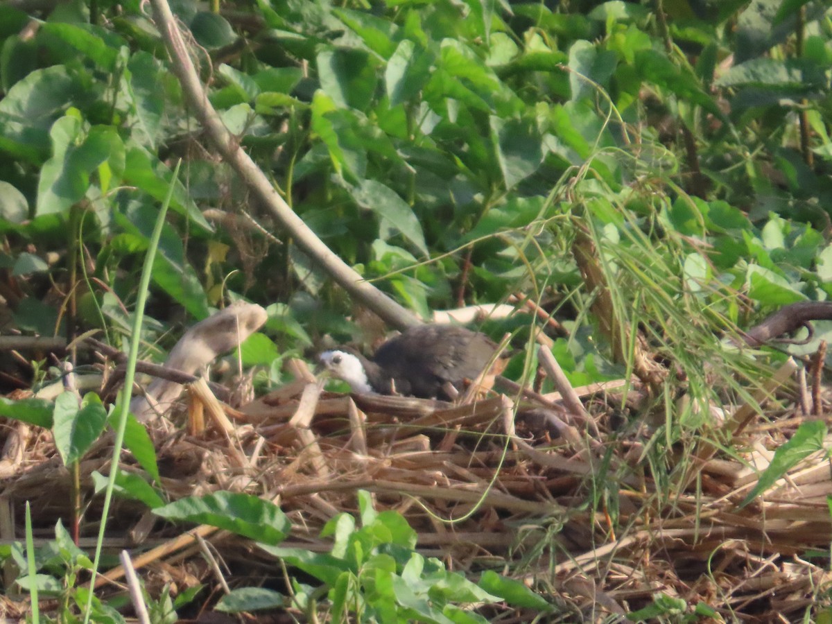 White-breasted Waterhen - ML643413806