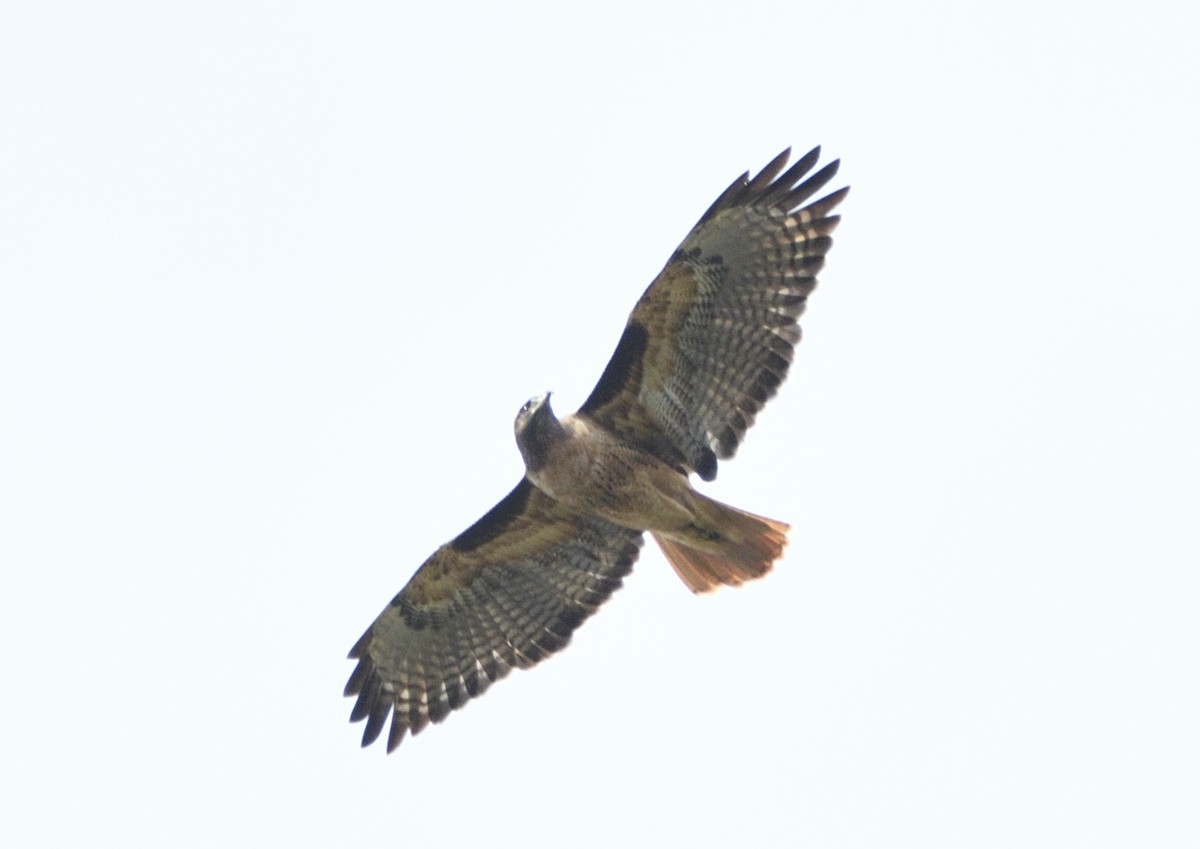 Red-tailed Hawk - ML643413807