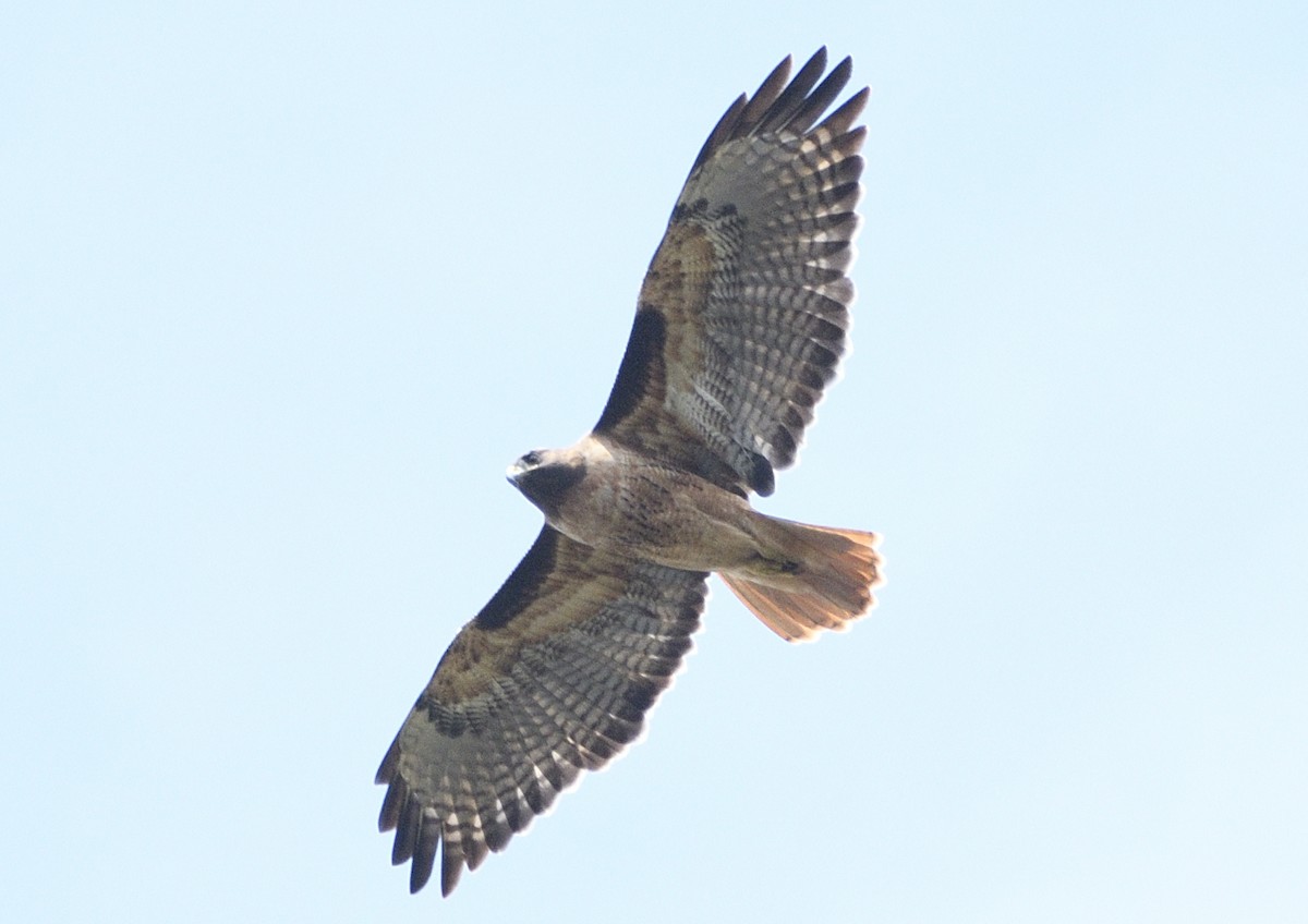 Red-tailed Hawk - ML643413808
