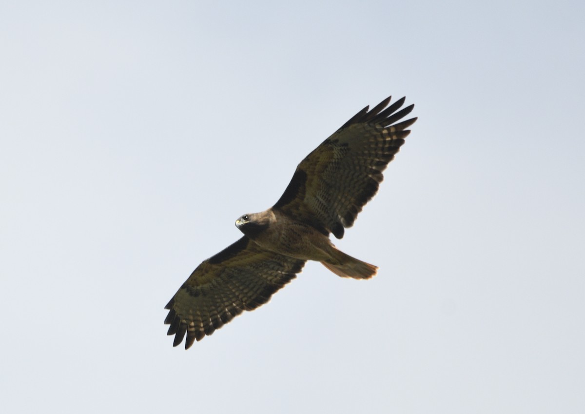 Red-tailed Hawk - ML643413809