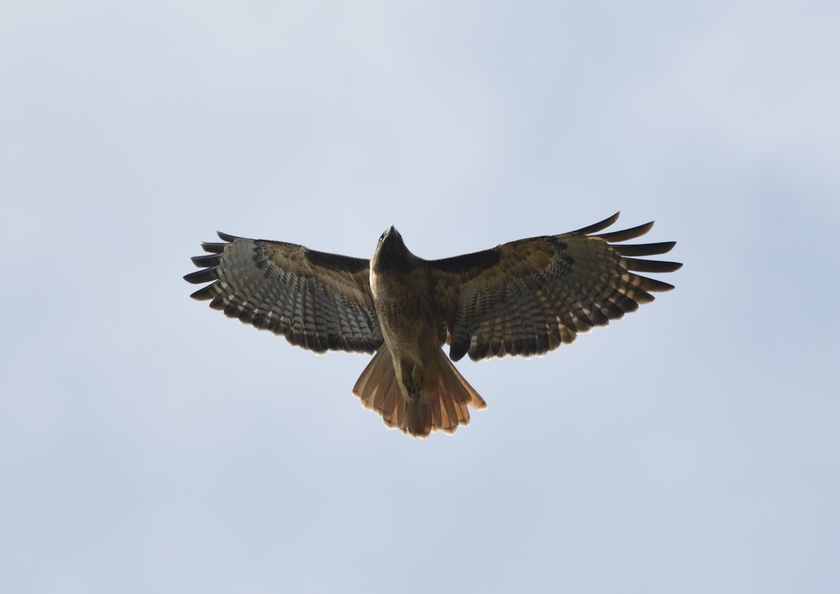 Red-tailed Hawk - ML643413810