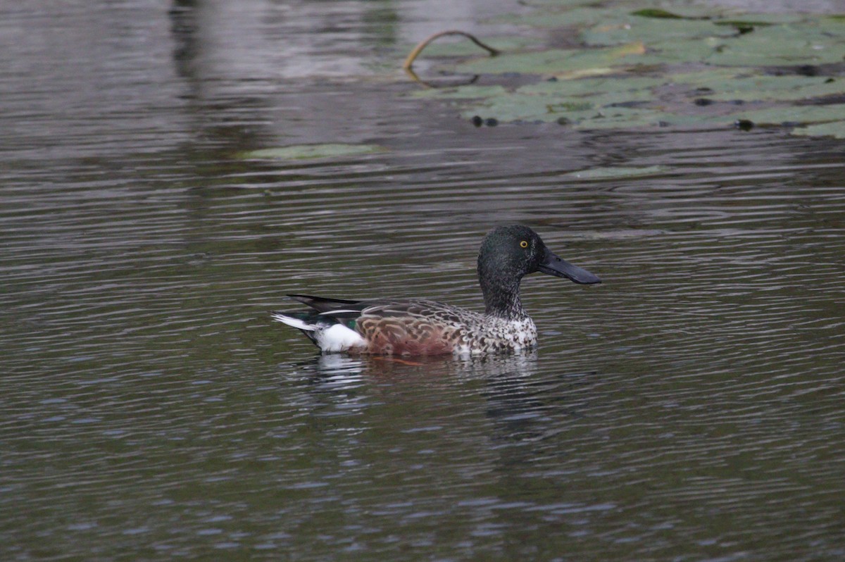 Northern Shoveler - ML643413813