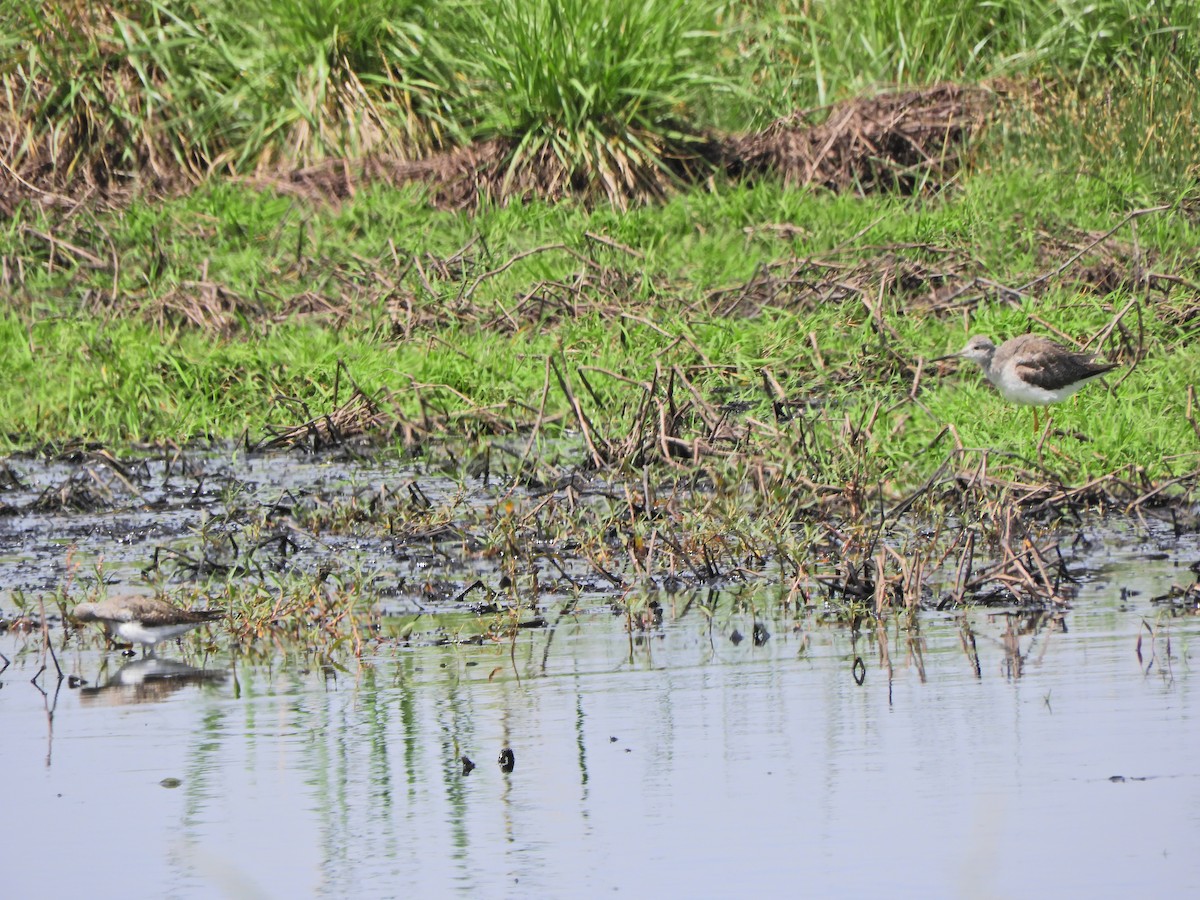 Greater Yellowlegs - ML643413819