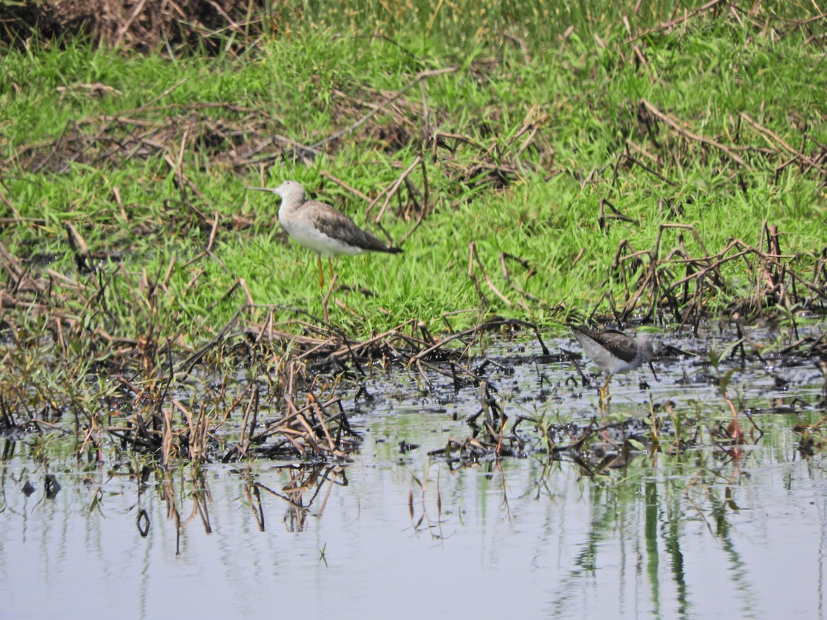 Greater Yellowlegs - ML643413820