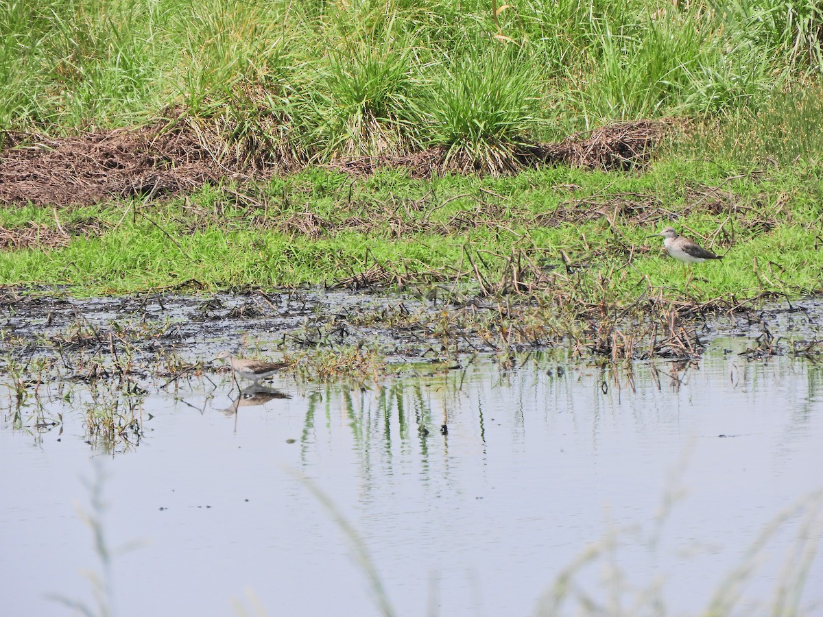 Greater Yellowlegs - ML643413821