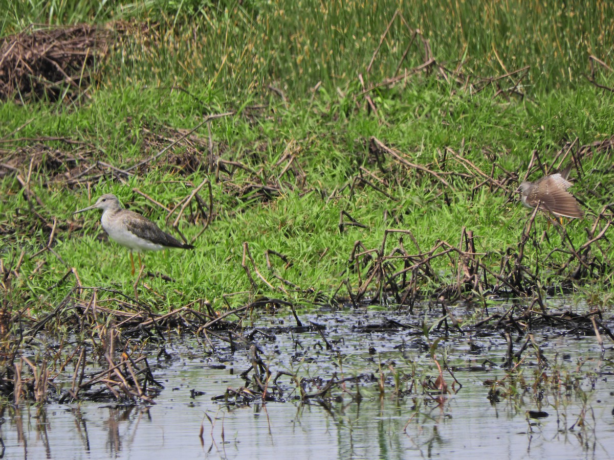 Greater Yellowlegs - ML643413822