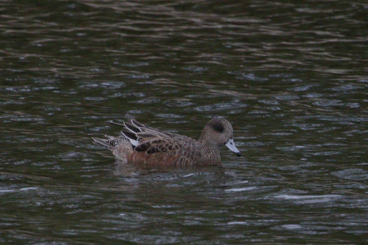 American Wigeon - ML643413843