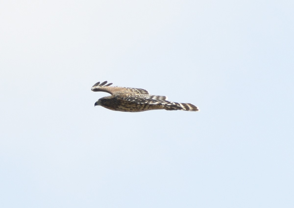 Rotschulterbussard - ML643413850