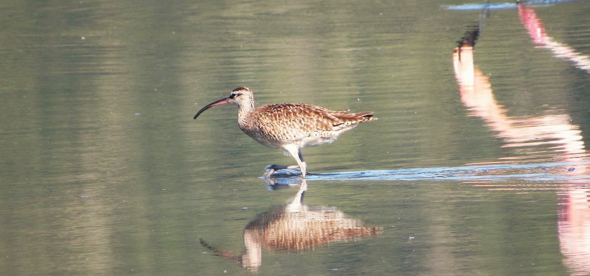 Regenbrachvogel (hudsonicus) - ML643413864