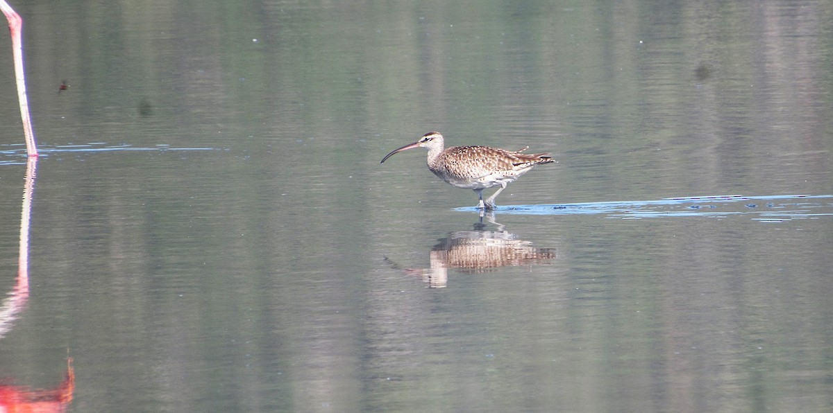 Regenbrachvogel (hudsonicus) - ML643413865