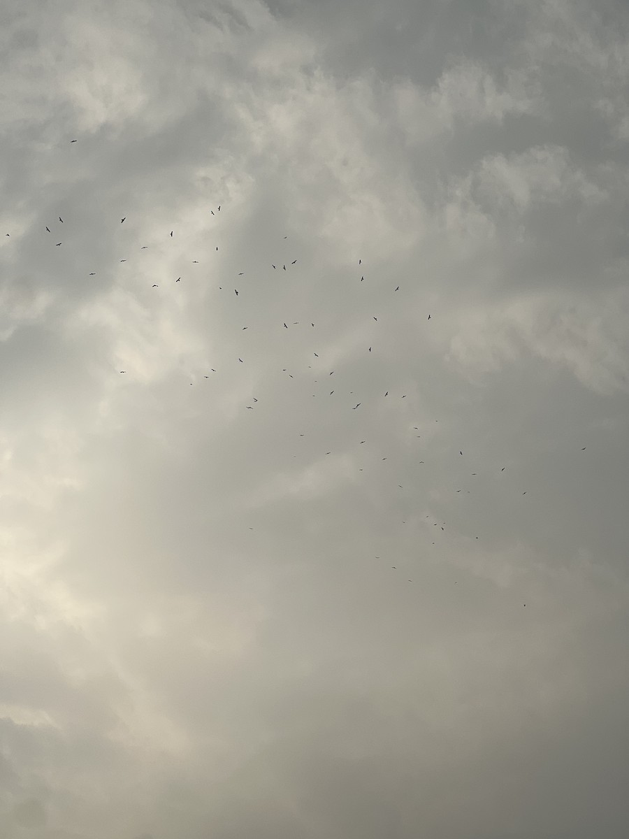 Eurasian Hobby - ML643413867
