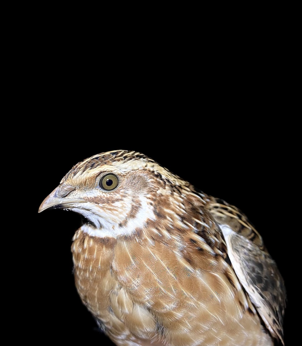 Common Quail - ML643413879