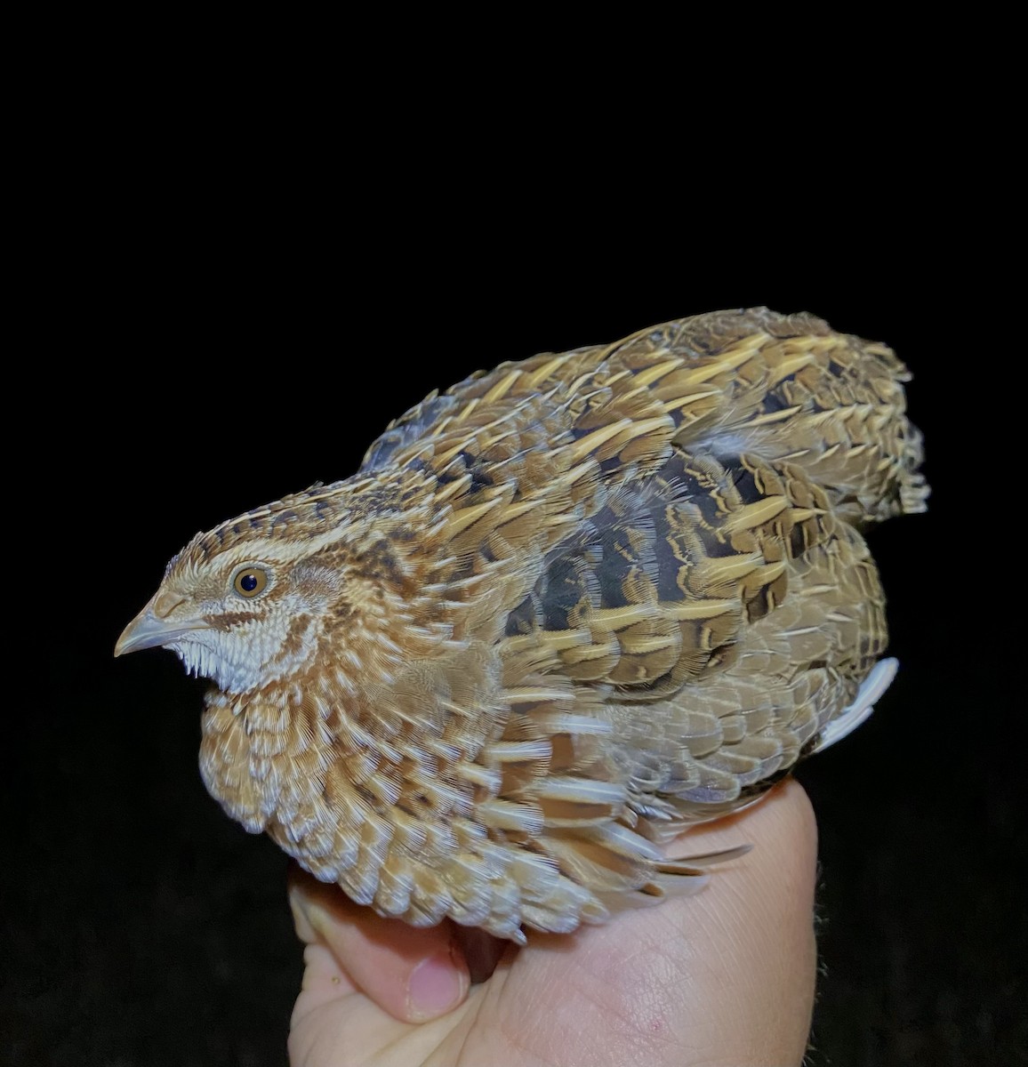 Common Quail - ML643413880