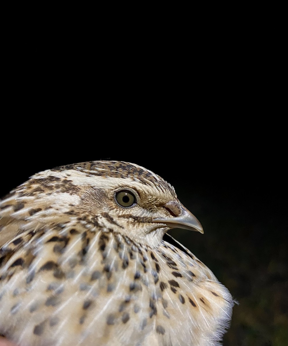 Common Quail - ML643413881