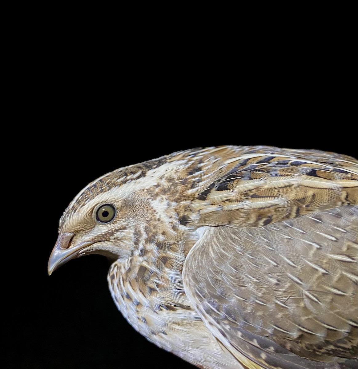 Common Quail - ML643413882