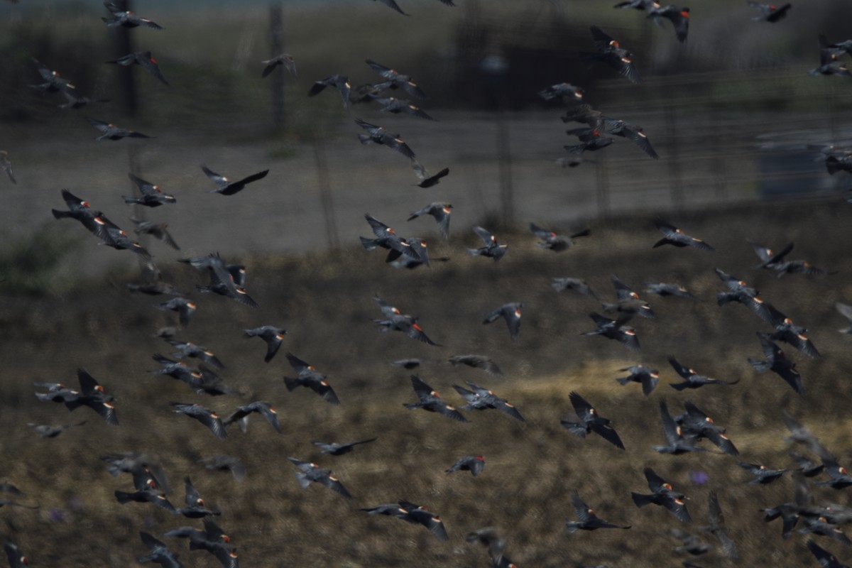 Tricolored Blackbird - ML643413884