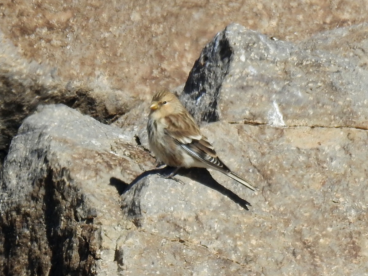 Linotte à bec jaune - ML643413905