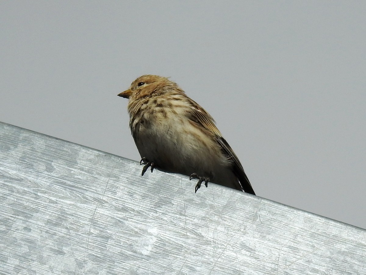 Linotte à bec jaune - ML643413906
