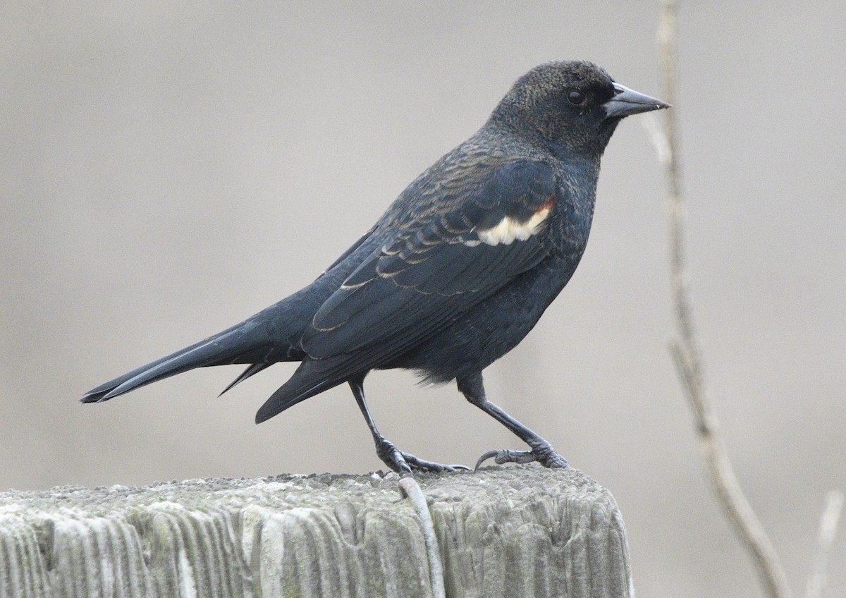 Tricolored Blackbird - ML643413967