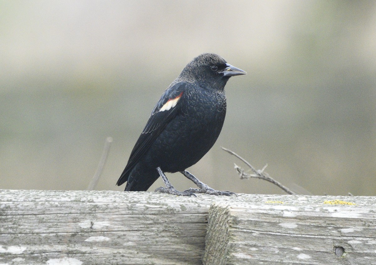 Tricolored Blackbird - ML643413968