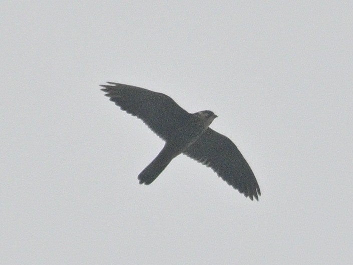 Eurasian Hobby - ML643413970