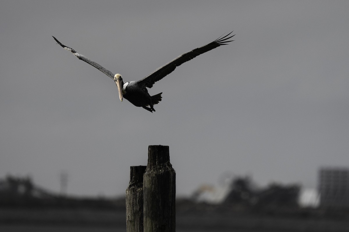Brown Pelican - ML643413991