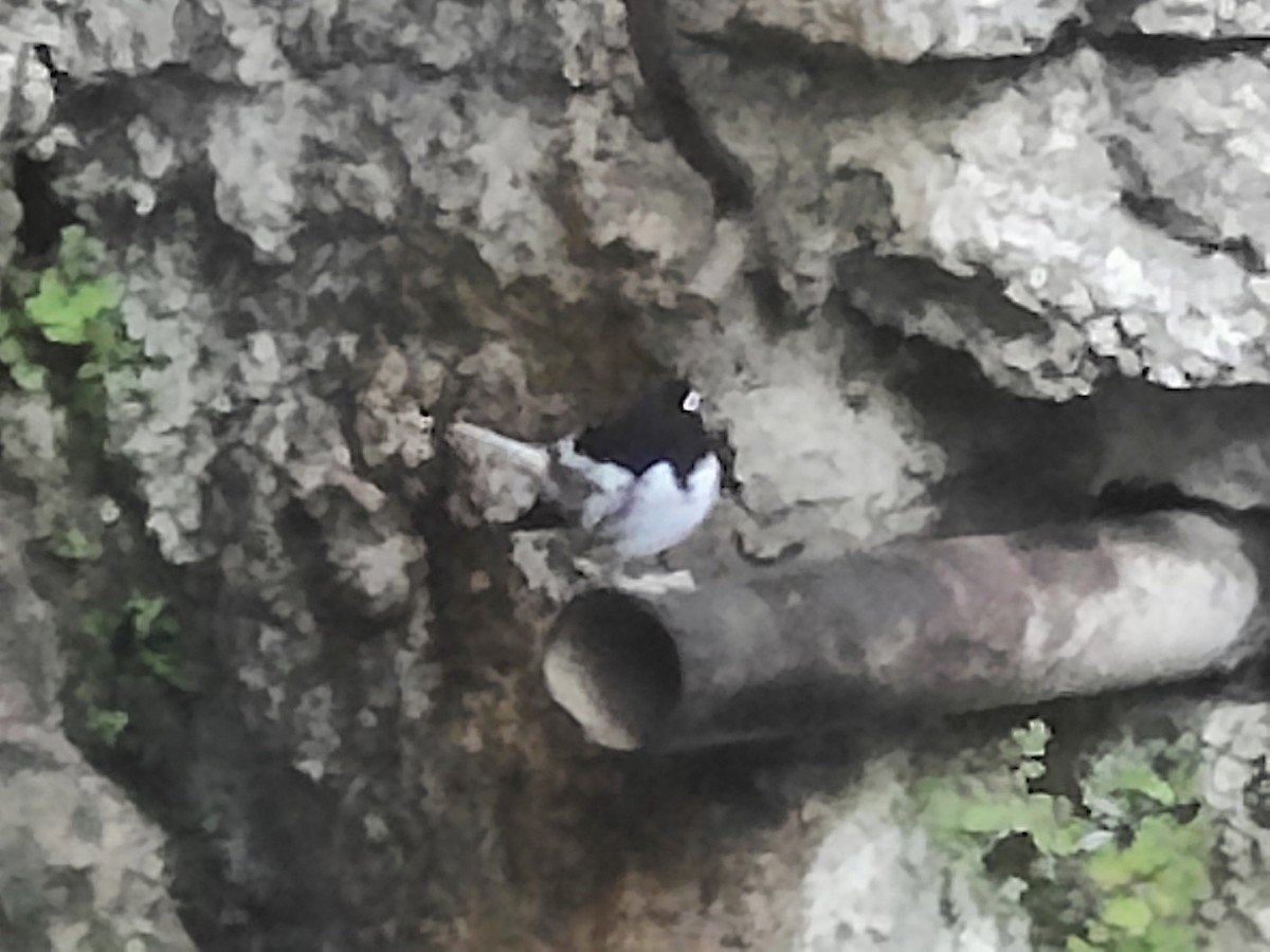Little Forktail - ML643413996