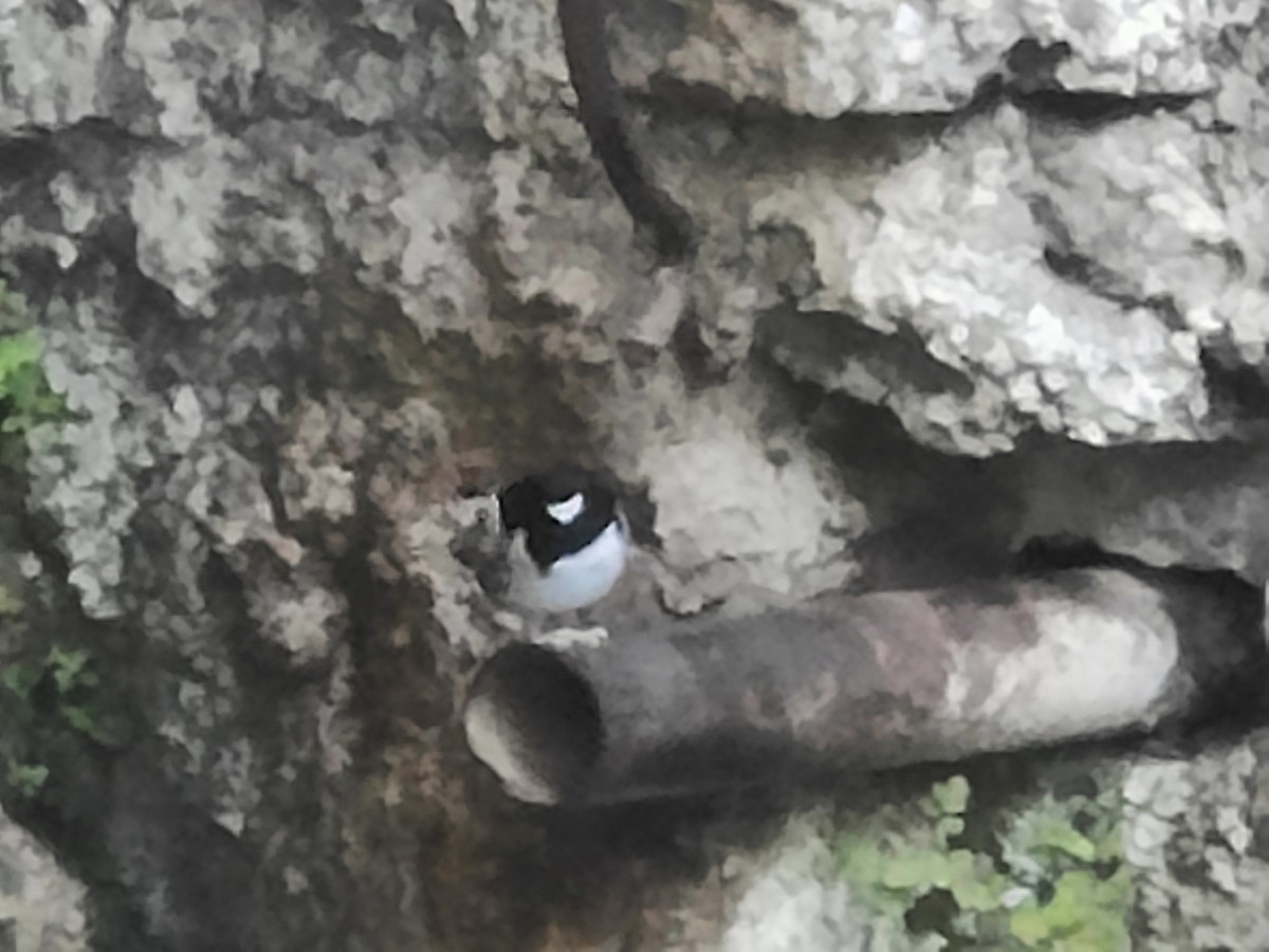Little Forktail - ML643413997