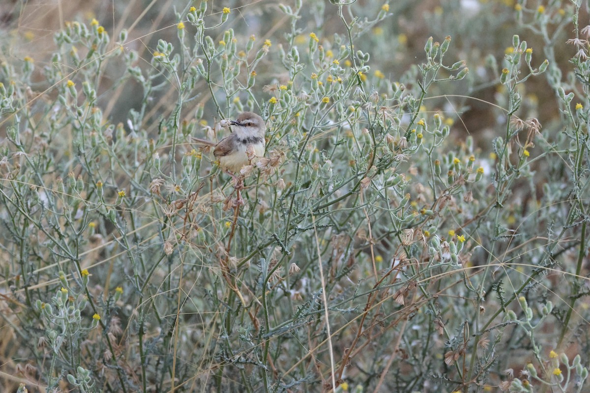 Black-chested Prinia - ML643414001