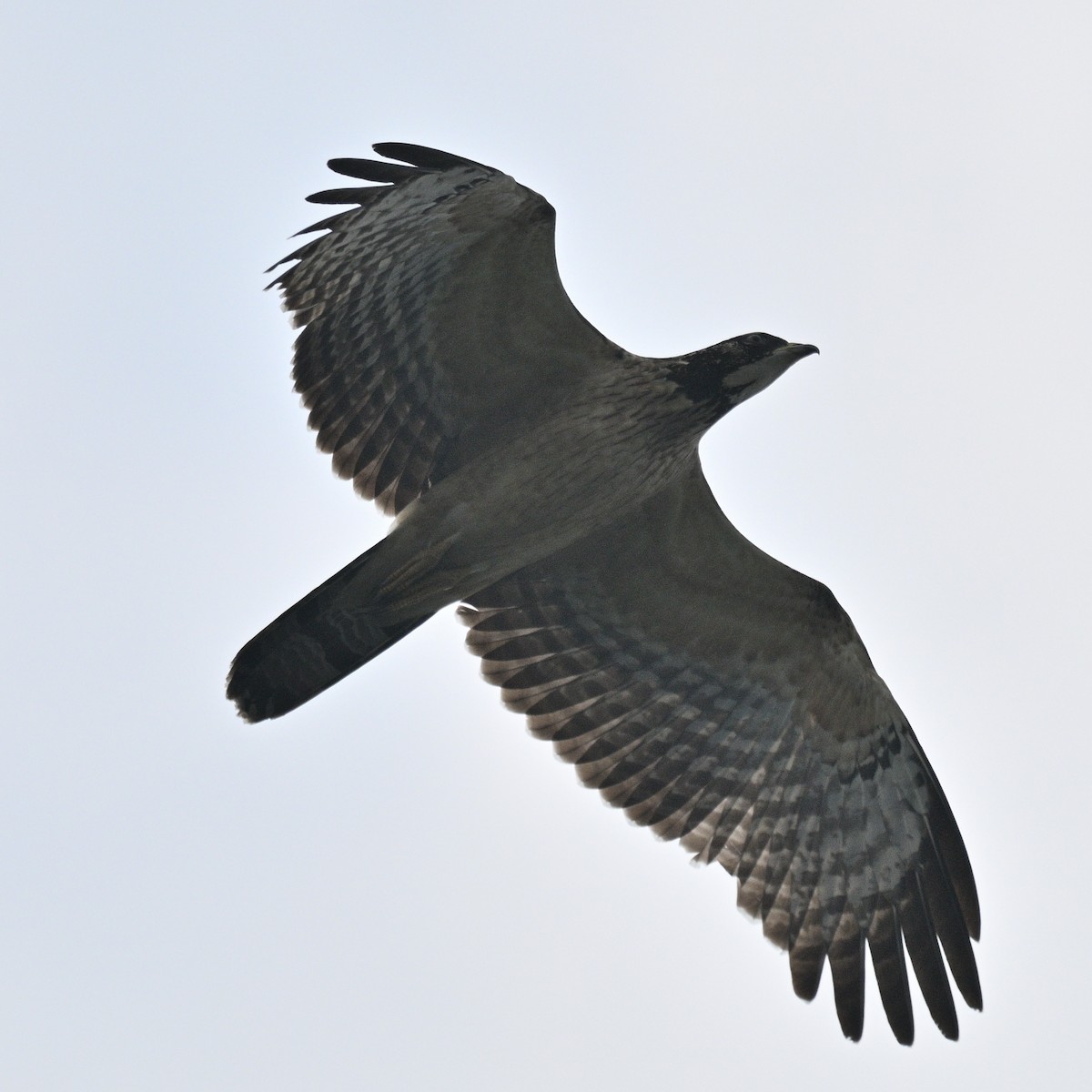 Oriental Honey-buzzard - ML643414023