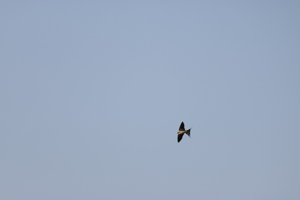 Greater Striped Swallow - ML643414026