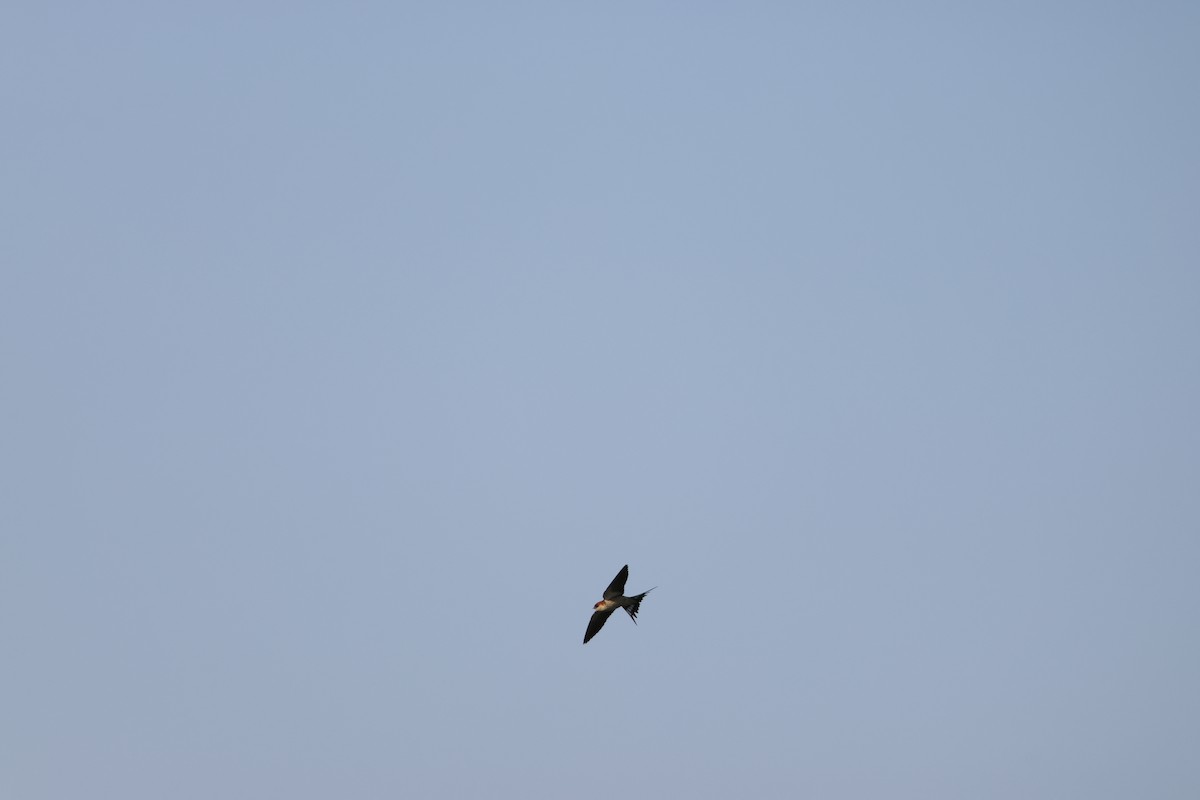 Greater Striped Swallow - ML643414027