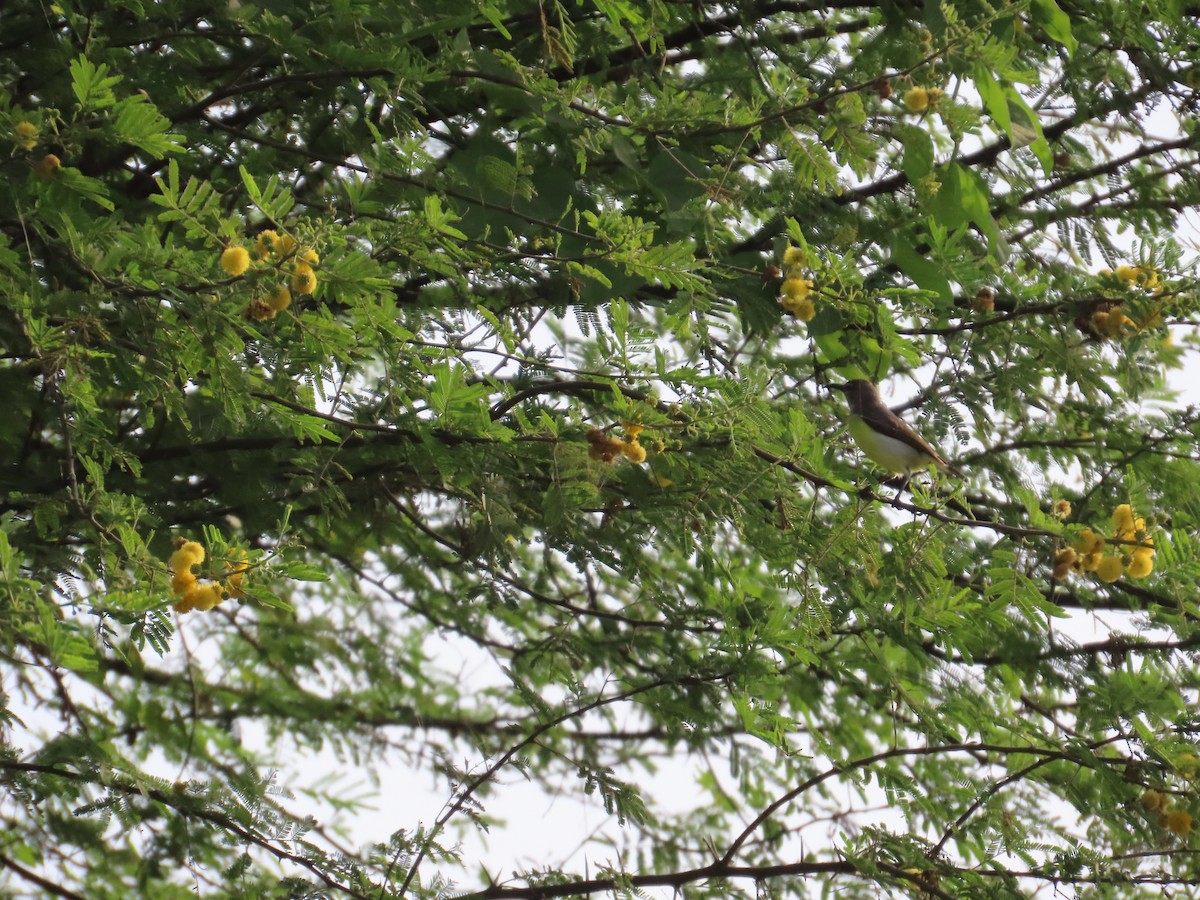 Purple-rumped Sunbird - ML643414035