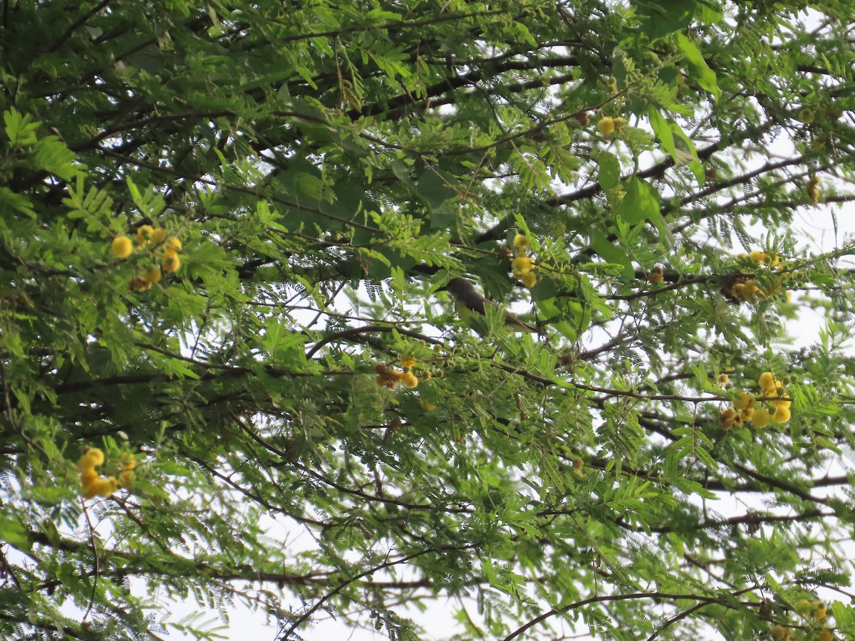 Purple-rumped Sunbird - ML643414036