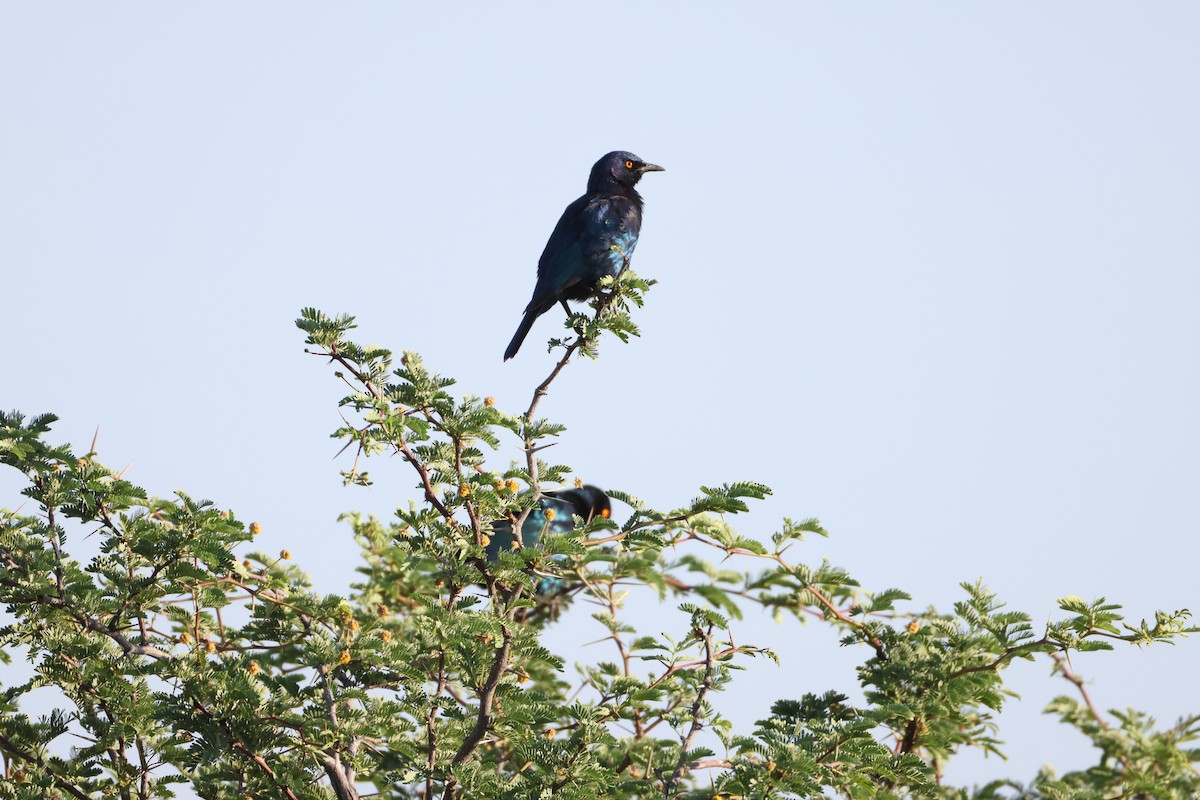 Cape Starling - ML643414047