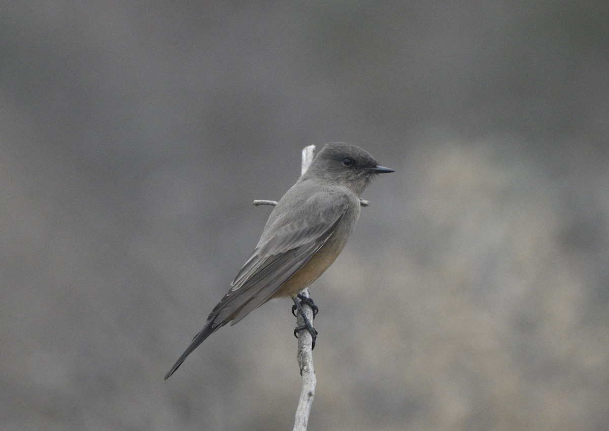 Say's Phoebe - ML643414050
